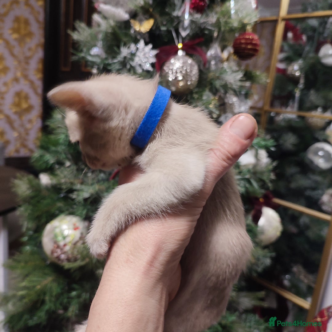 Burmese cats for sale: Lovely Burmese kitten's - Advert 14