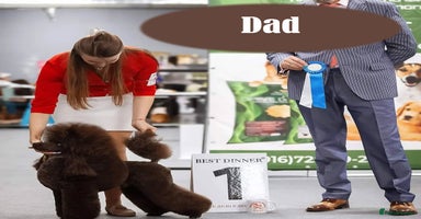 Miniature Poodle dogs Chocolate Brown Miniature Poodle Puppies - Advert 2