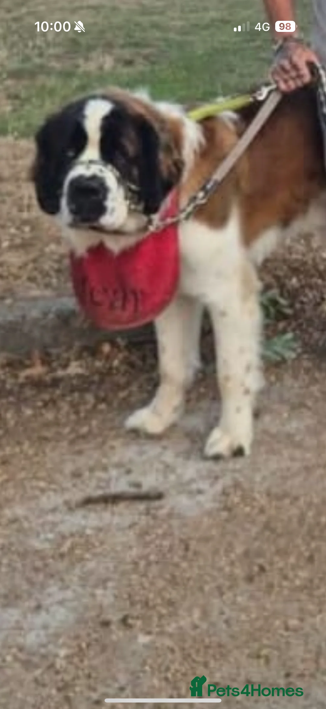 Saint Bernard dogs for stud: Outstanding Saint Bernard’s for Stud duties - Advert 2