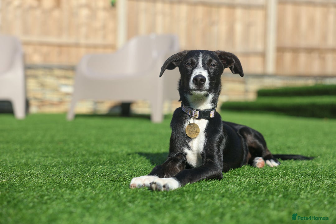 Mixed Breed dogs for adoption: Delightful Dolly - Image 32
