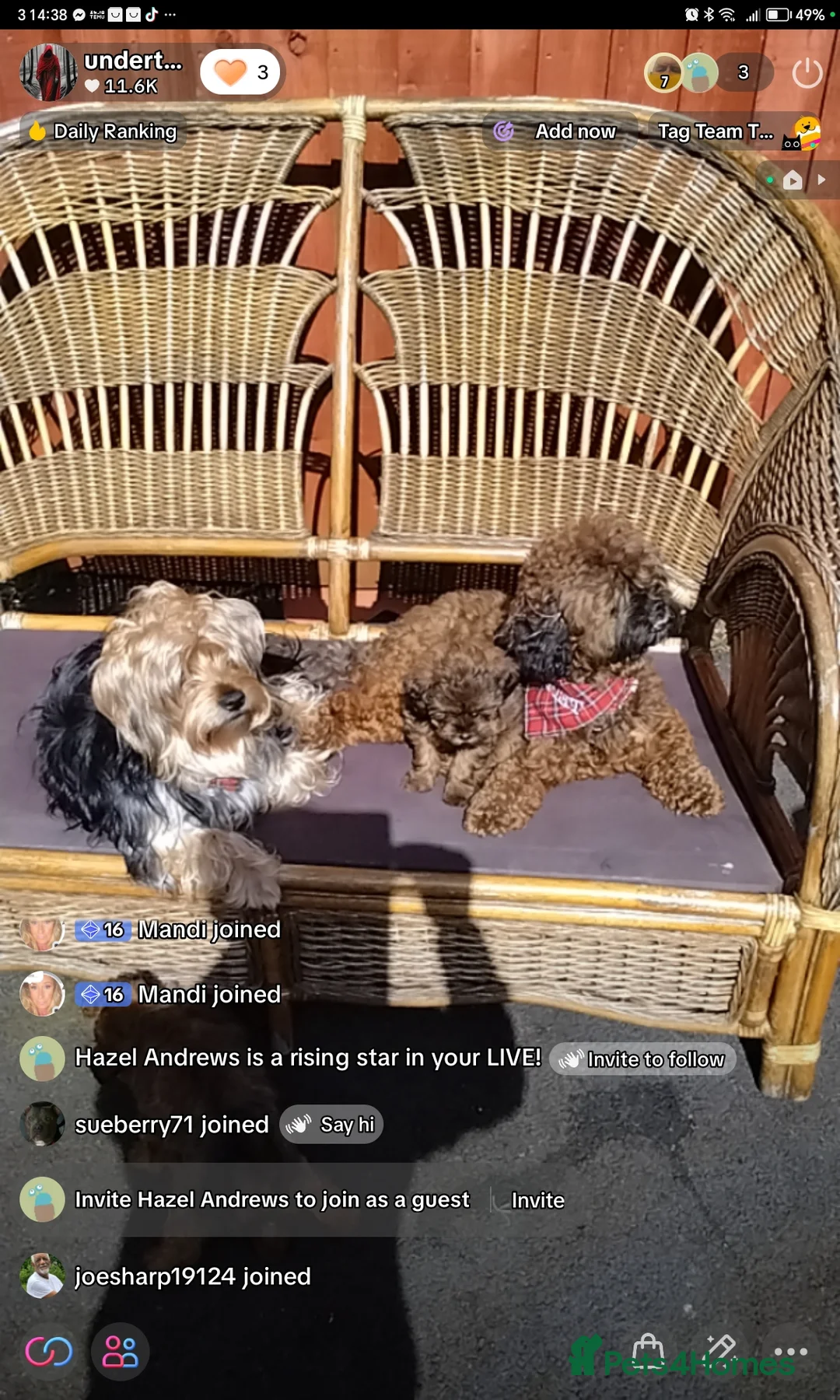 Mixed Breed dogs for sale: Puppies  in Blackpool - Advert 2