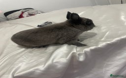Netherland Dwarf rabbits for sale: Charlie Netherlands dwarf bunny  - Image 4