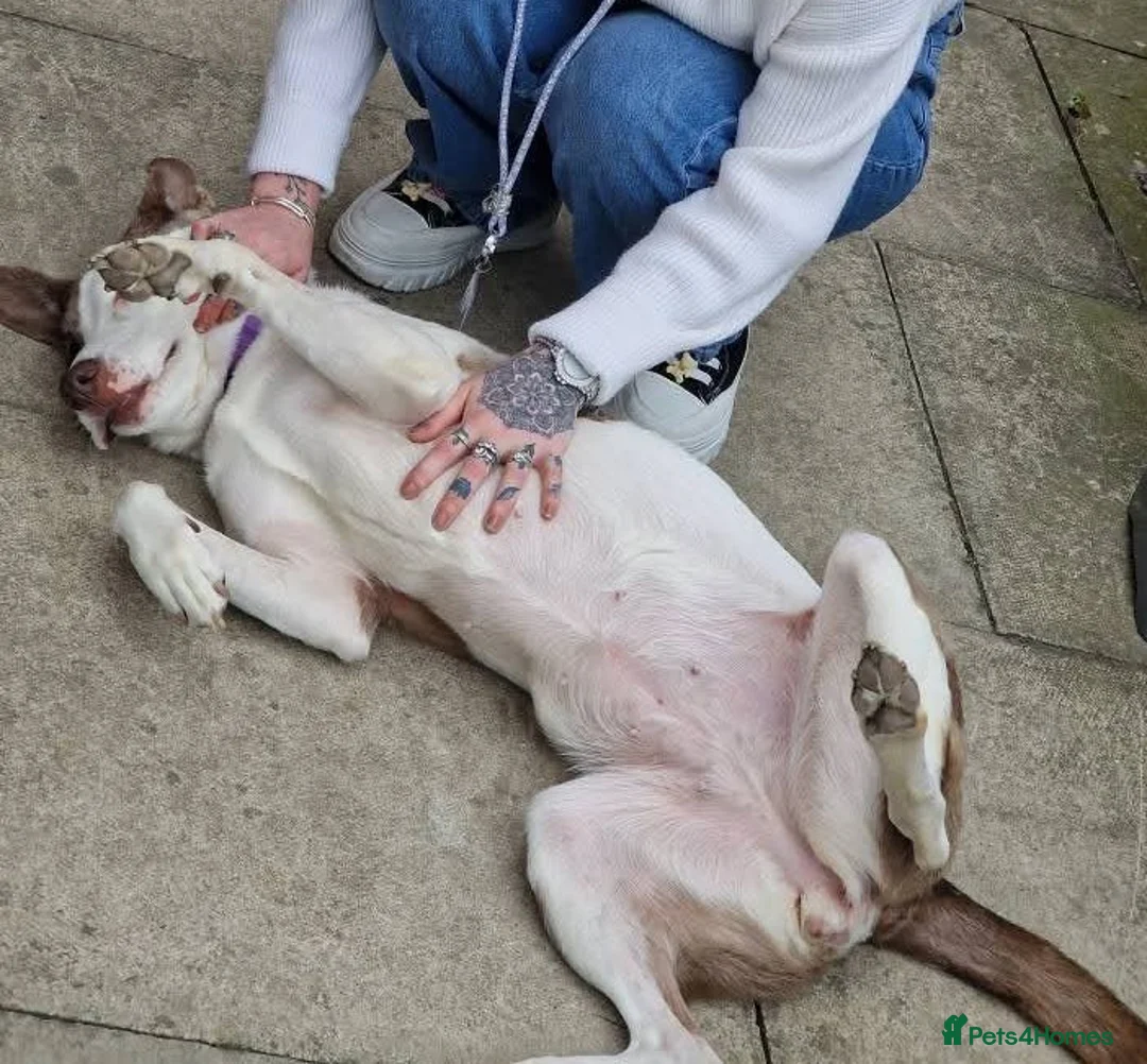 Mixed Breed dogs for sale: Having to urgently re-home  - Advert 2