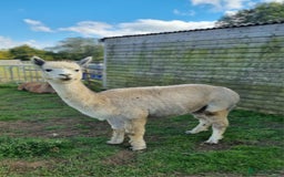 Alpaca livestock for sale: 6 Pedigree Female Alpacas - Image 5