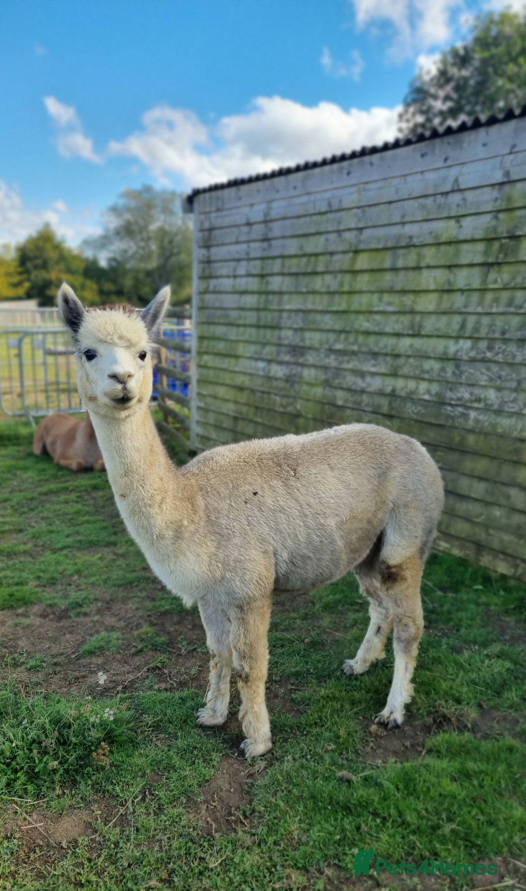 Alpaca livestock for sale: 6 Pedigree Female Alpacas - Image 5
