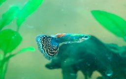 Live Bearers fish for sale: Mixed guppies - Image 10