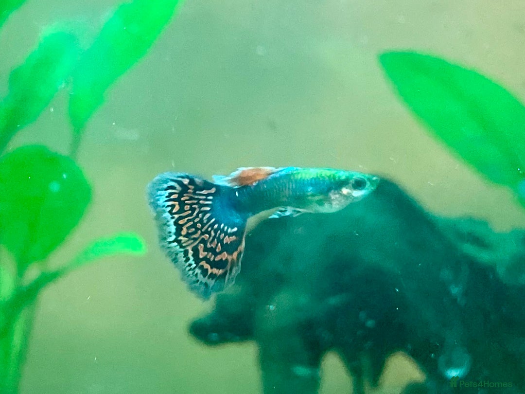 Live Bearers fish for sale: Mixed guppies - Image 10