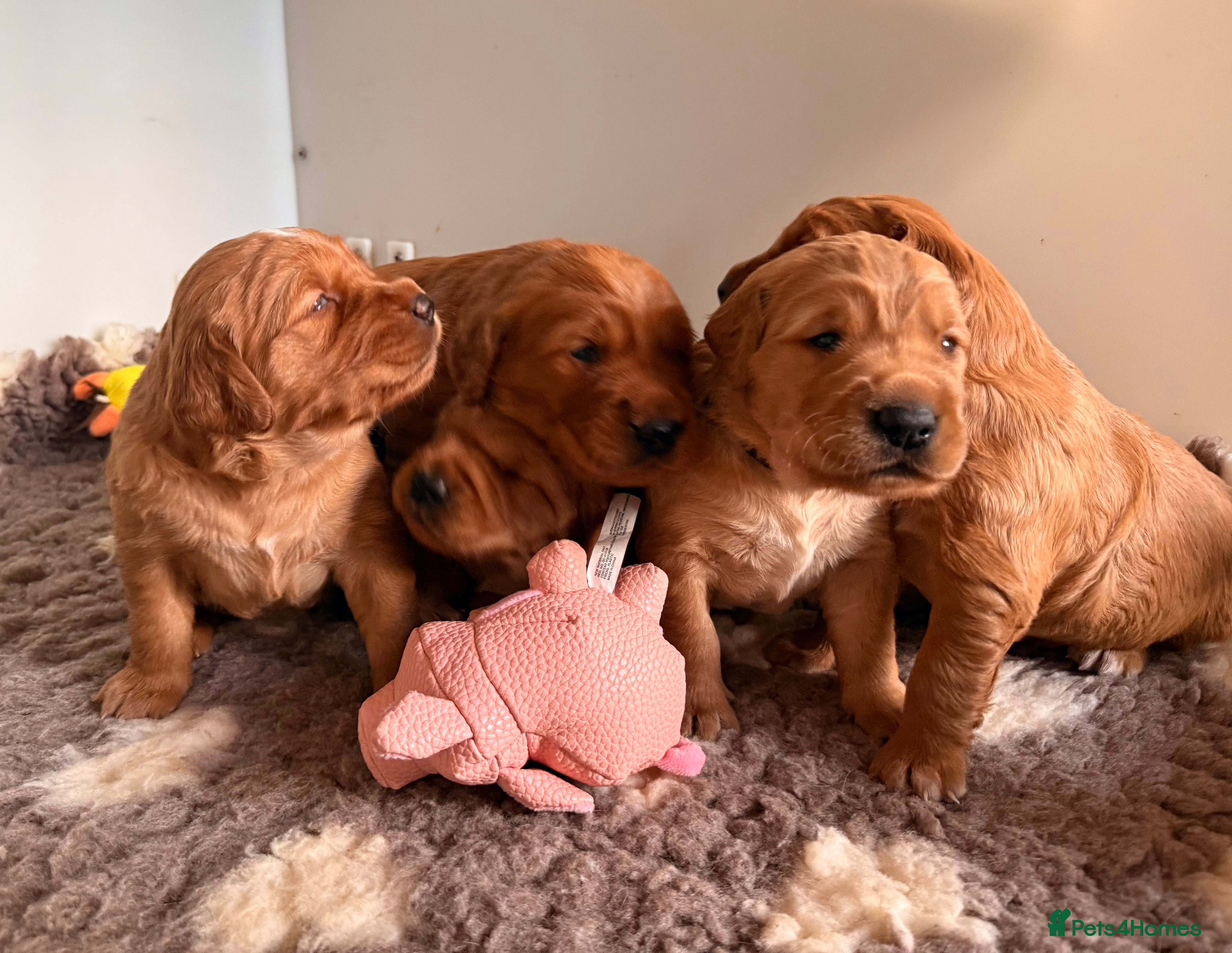 Golden Retriever dogs KC Dark Golden Retriever Puppies - Advert 12