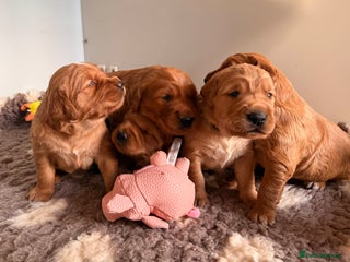 Golden Retriever dogs KC Dark Golden Retriever Puppies - Advert 14