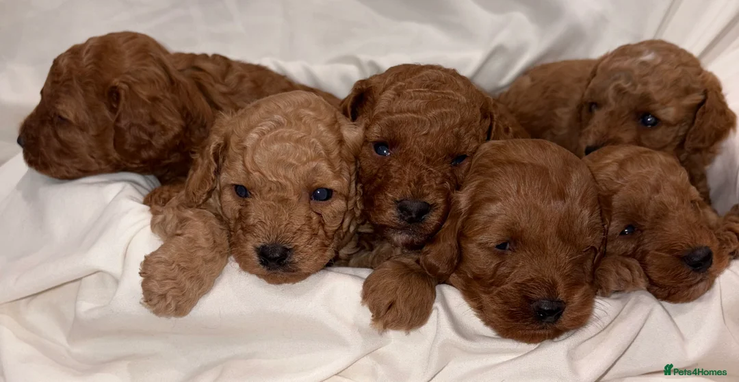 Cavapoo dogs for sale: Extensively DNA health tested and trained girl   - Advert 7