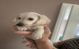 Dachshund dogs for sale: Stunning male Dachshund puppies  - Image 7