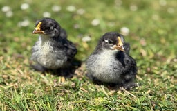 Chickens poultry for sale: Polish and pekin bantam chicks  - Image 3