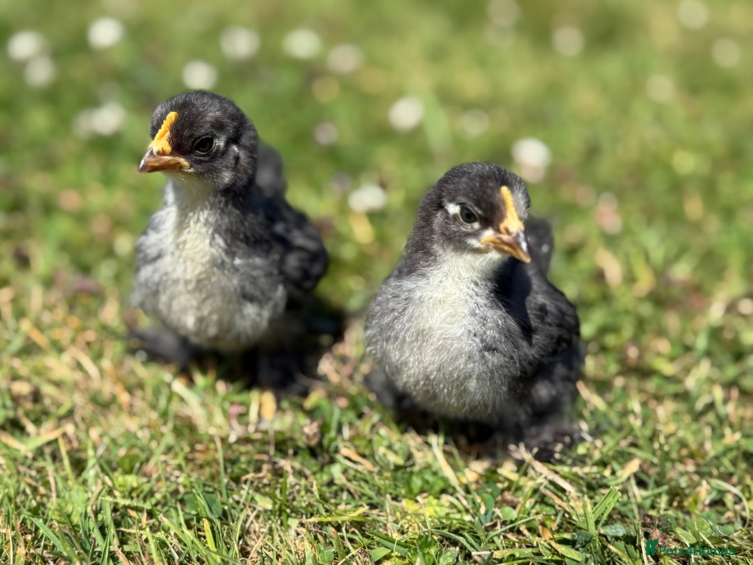 Chickens poultry for sale: Polish and pekin bantam chicks  - Image 3