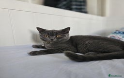 British Shorthair cats for sale: British Shorthair  - Image 6