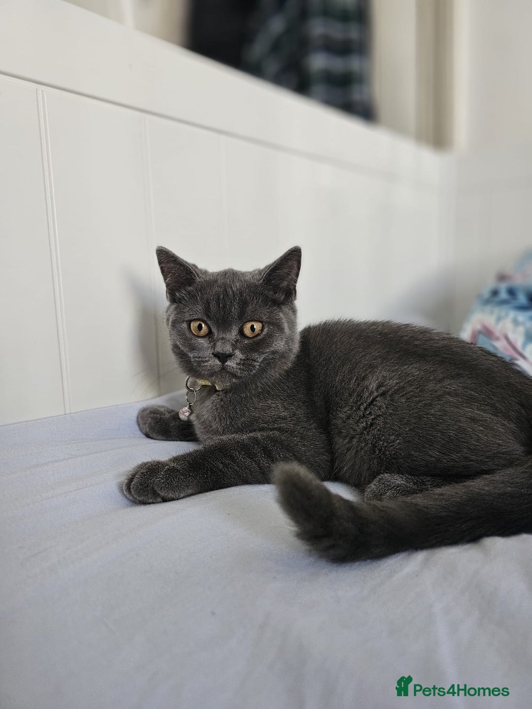 British Shorthair cats for sale: British Shorthair  - Image 6