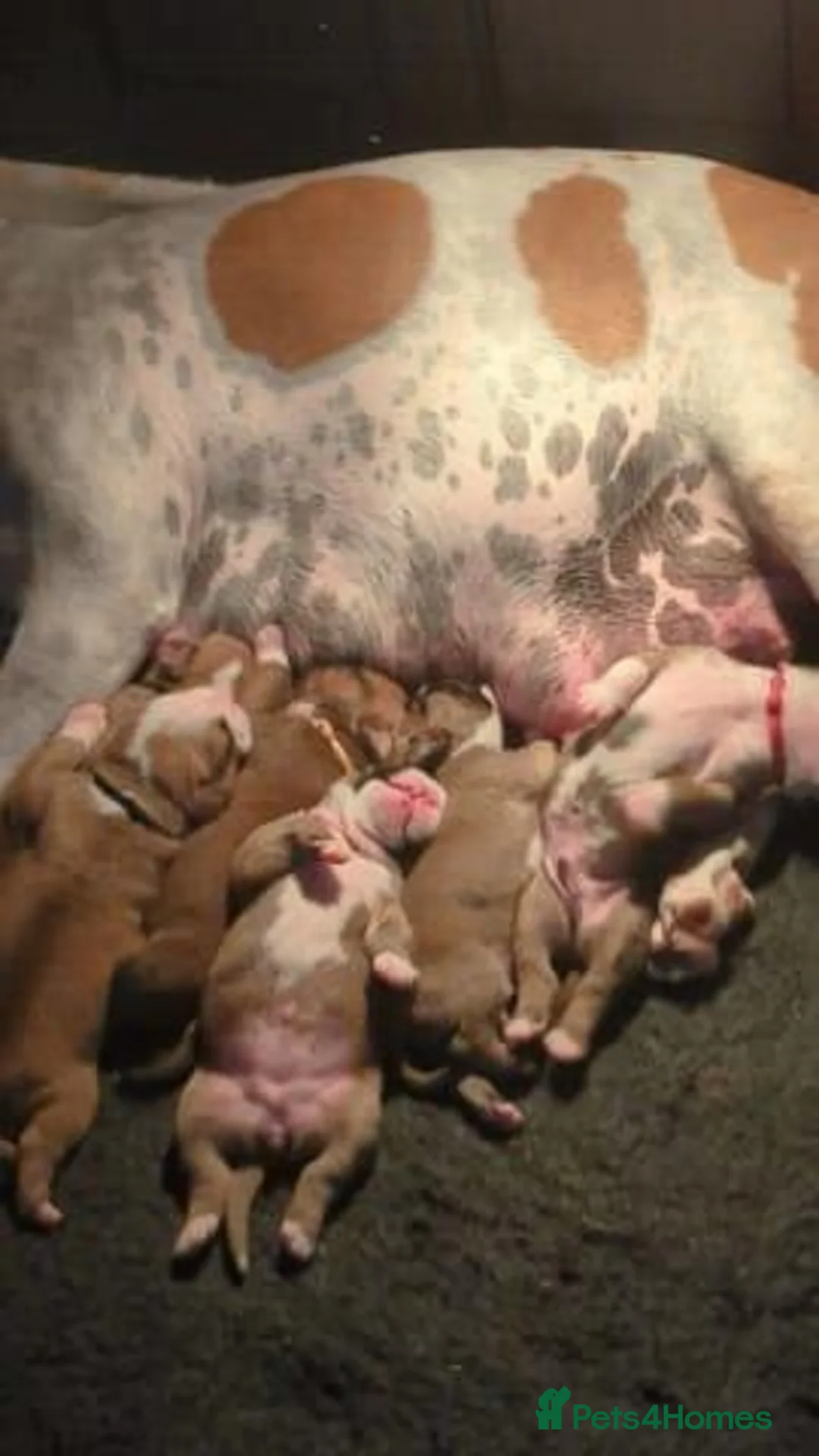 Mixed Breed dogs for sale: English bulldog X Boxer puppies - Advert 1