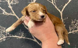 Cockapoo dogs for sale: F1 mini Cockapoos 30 dna health tested clear  - Image 5