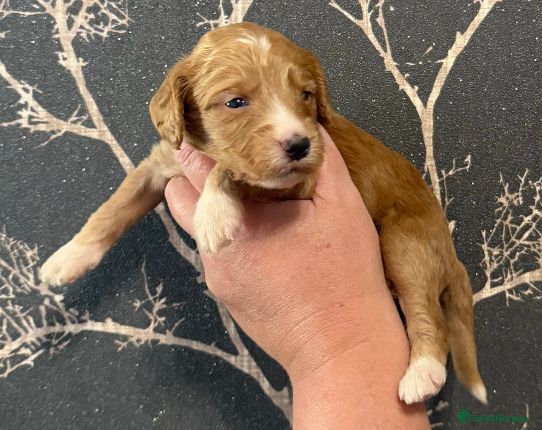 Cockapoo dogs for sale: F1 mini Cockapoos 30 dna health tested clear  - Image 5