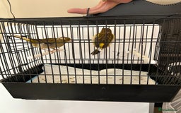 Canaries birds for sale: BEAUTIFUL FIFE CANARIES - Image 9