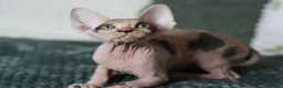 Sphynx cats for sale: Beautiful Pedigree Sphynx Kittens  - Advert 12