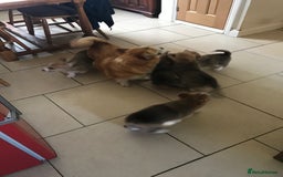 Welsh Corgi Pembroke dogs for sale: Pembroke Corgi  - Image 8