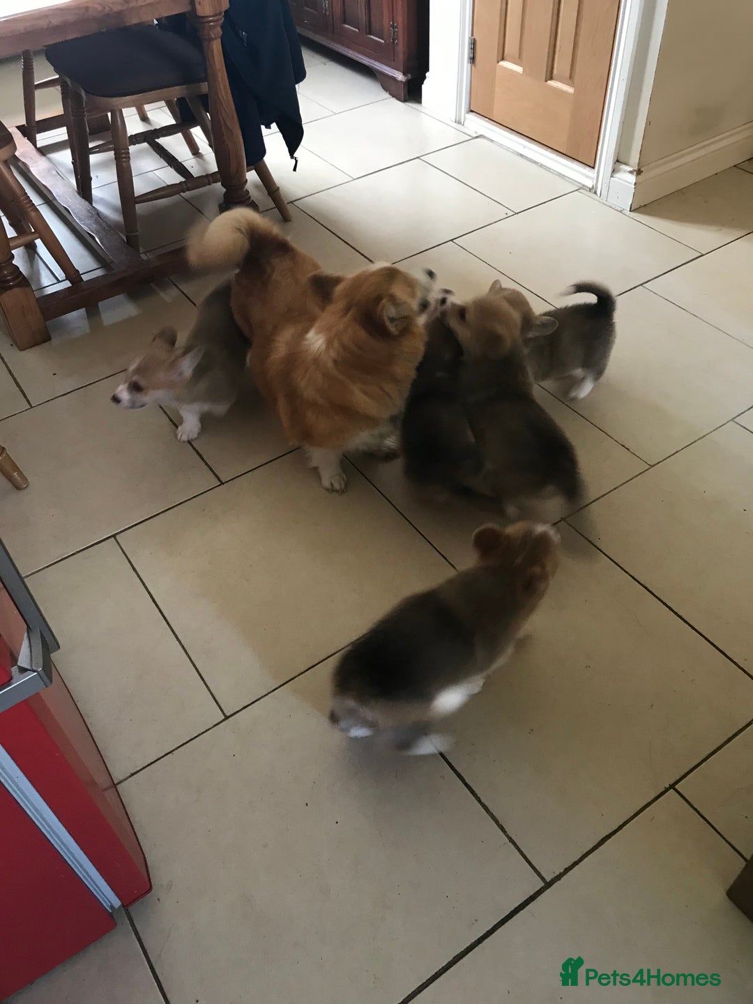 Welsh Corgi Pembroke dogs for sale: Pembroke Corgi  - Image 8