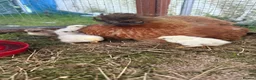 Chickens poultry for sale: 11 GORGEOUS 2 DAY OLD SILKIE CHICKS AVAILABLE  - Advert 9
