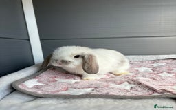 Mini Lop rabbits for sale: Friendly pure bred mini lops  - Image 5