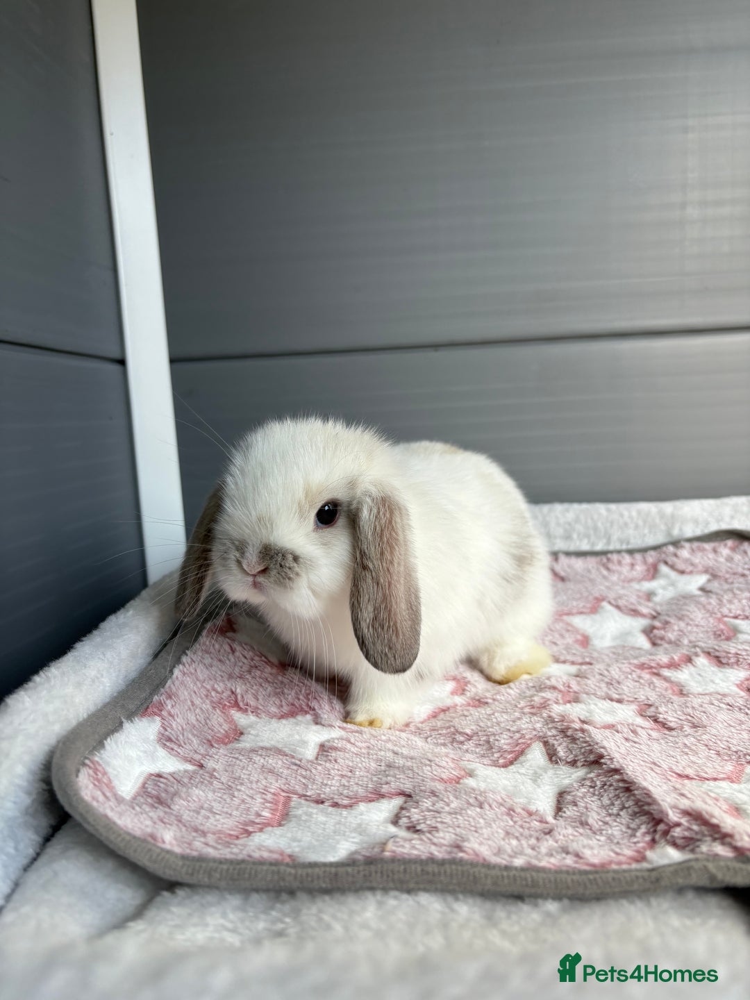 Mini Lop rabbits for sale: Friendly pure bred mini lops  - Image 5