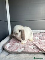 Mini Lop rabbits - Advert 2