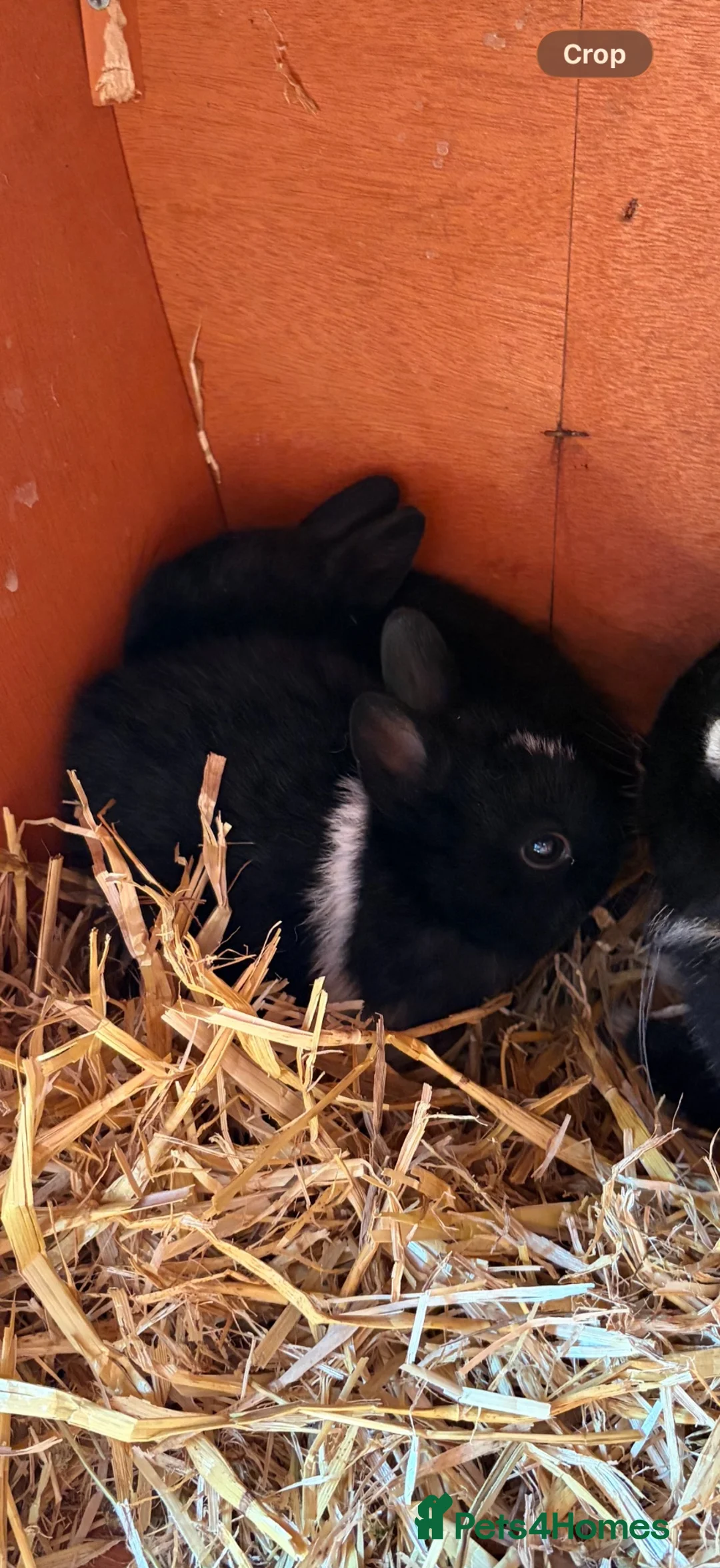 Netherland Dwarf rabbits for sale: 5 Netherland Dwarf Bunnies for sale at 8-10 weeks  - Advert 10