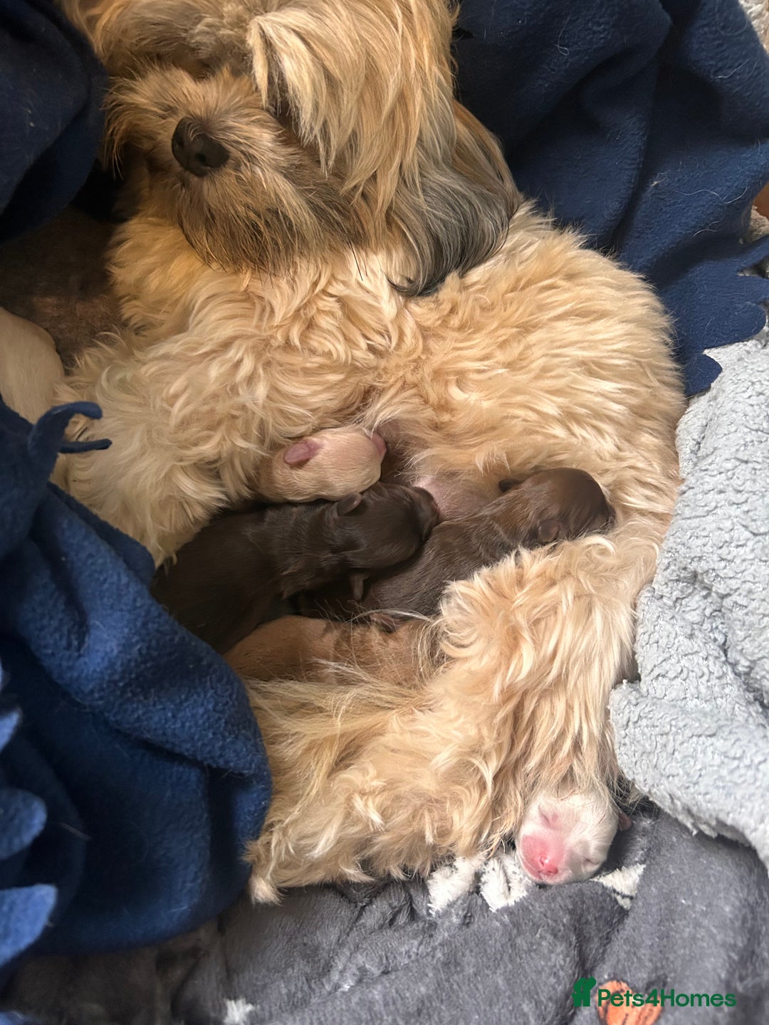 Mixed Breed dogs for sale: Shitzu poodle mix  - Image 7