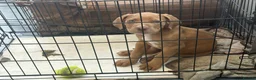Mixed Breed dogs for sale: Beautiful mastiff litters - Advert 3
