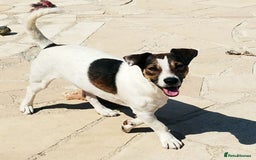 Jack Russell dogs for adoption: Vekku ,A Little Dog with a Big Heart ❤️  - Image 3