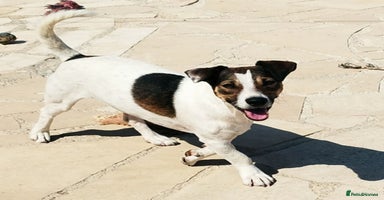 Jack Russell dogs - Advert 4