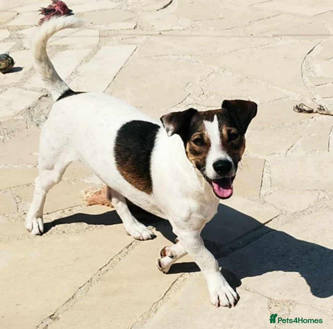 Jack Russell dogs for adoption: Vekku ,A Little Dog with a Big Heart ❤️  - Image 3