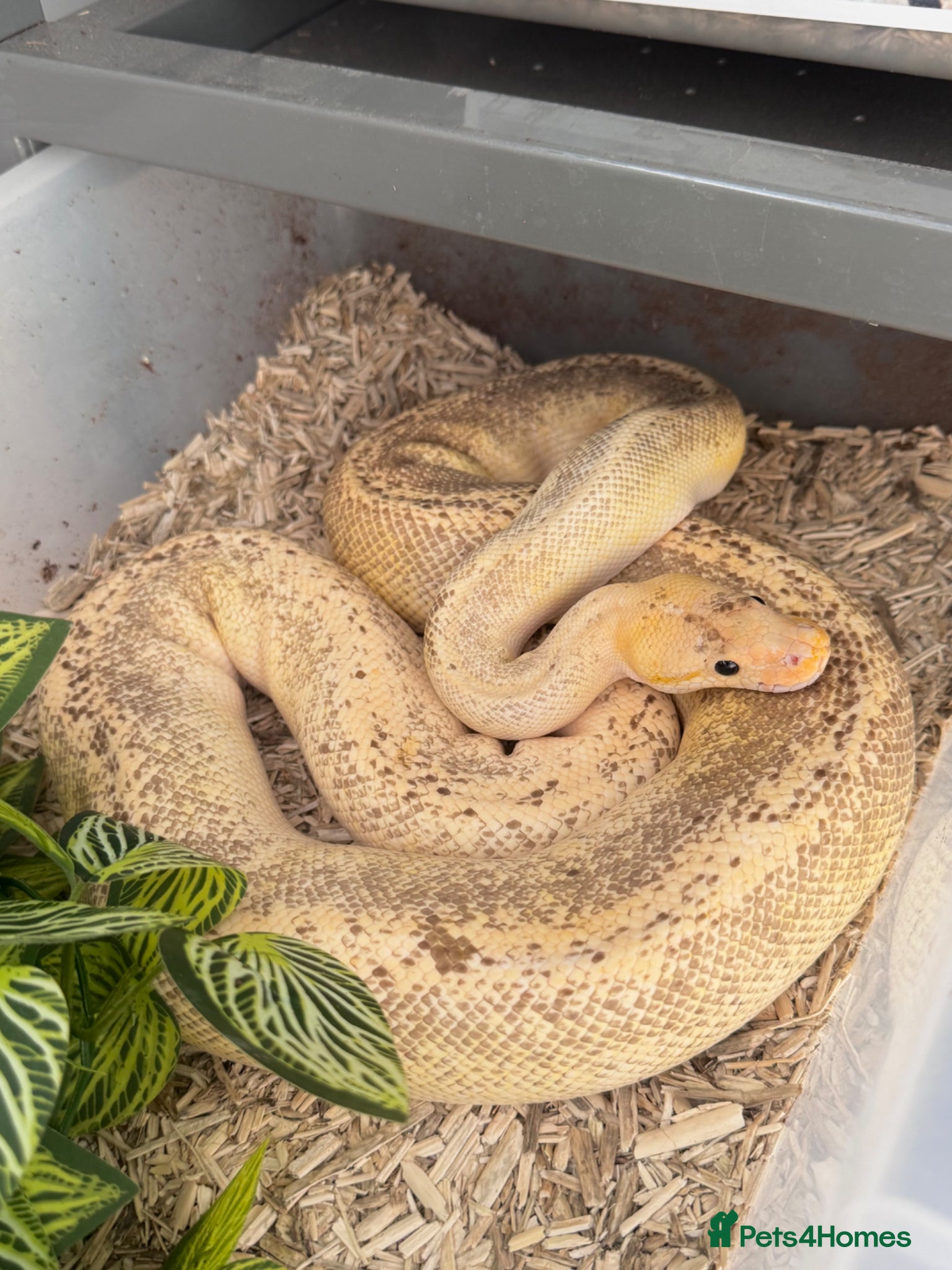 Python Snake reptiles 4 friendly Ball Royal Python for sale - Advert 3