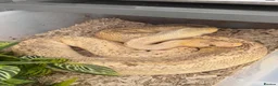 Python Snake reptiles for sale: 4 friendly Ball Royal Python for sale - Advert 1