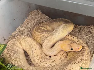 Python Snake reptiles 4 friendly Ball Royal Python for sale - Advert 3