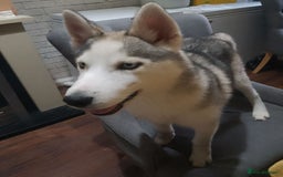 Siberian Husky dogs for sale: ONLY 2 PUPPIES LEFT!!! - Image 11