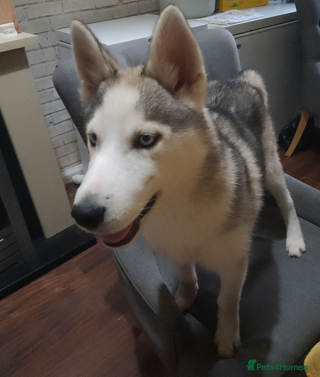 Siberian Husky dogs for sale: ONLY 2 PUPPIES LEFT!!! - Image 11