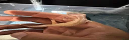 Leopard Gecko reptiles for sale: Leopard Gecko  in London - Advert 6