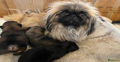 Mixed Breed dogs in Leicester - Advert 5