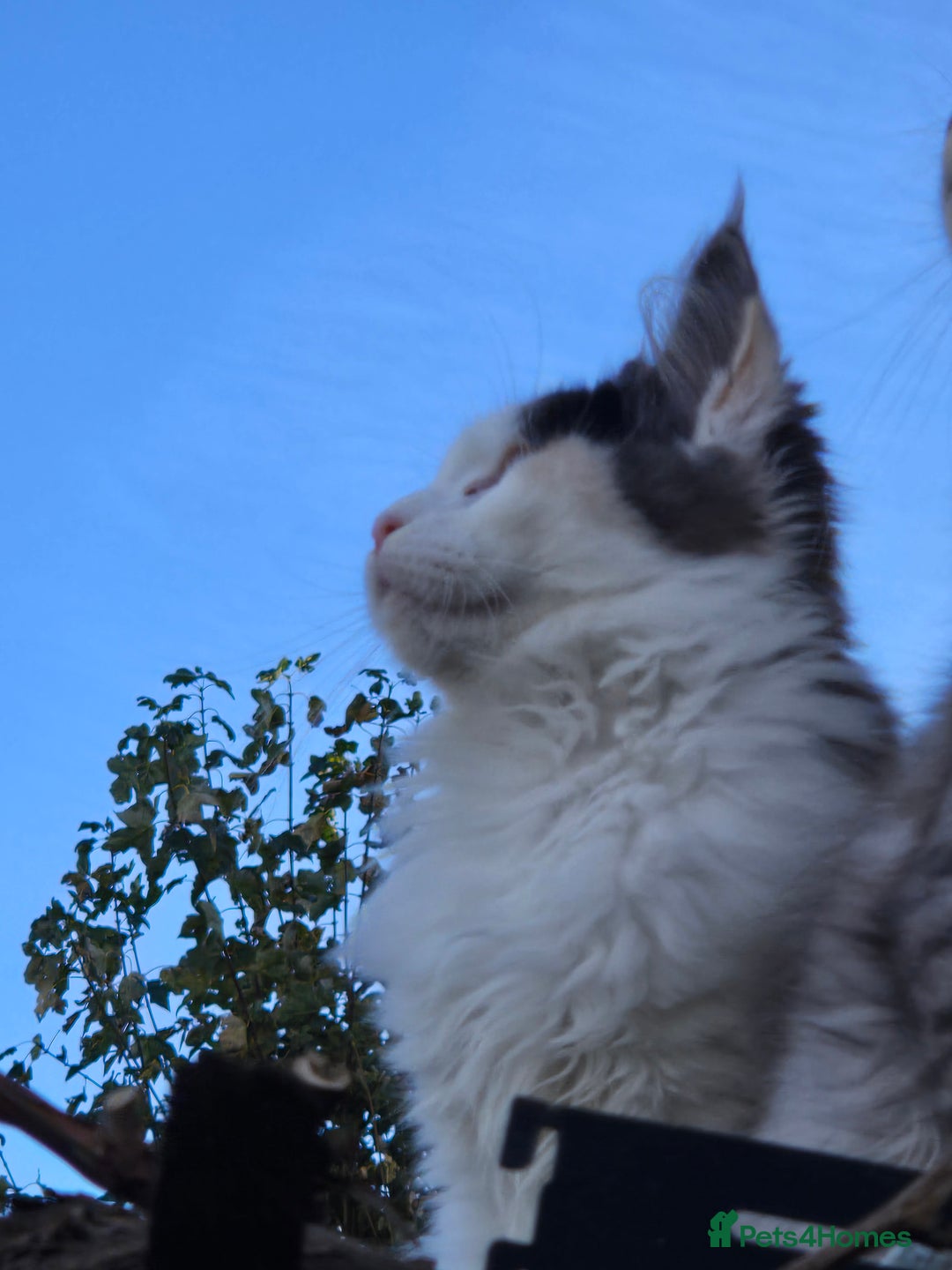 Maine Coon cats for sale: Maine coon kittins  for sale - Advert 7