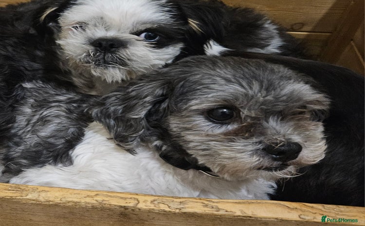Mixed Breed dogs - Advert 1
