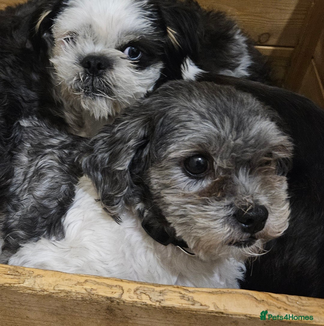 Mixed Breed dogs for sale: Shitzu cross pug - Image 1