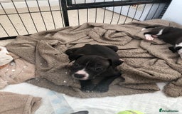 Staffordshire Bull Terrier dogs for sale: Black/ white/ grey staffies - Image 20