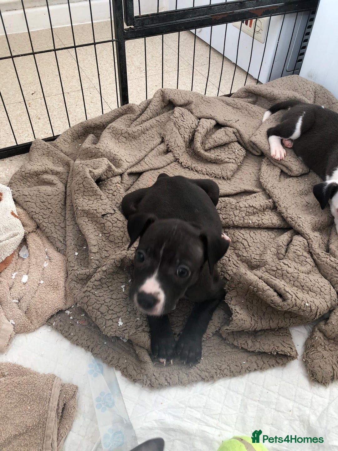 Staffordshire Bull Terrier dogs for sale: Black/ white/ grey staffies - Image 20