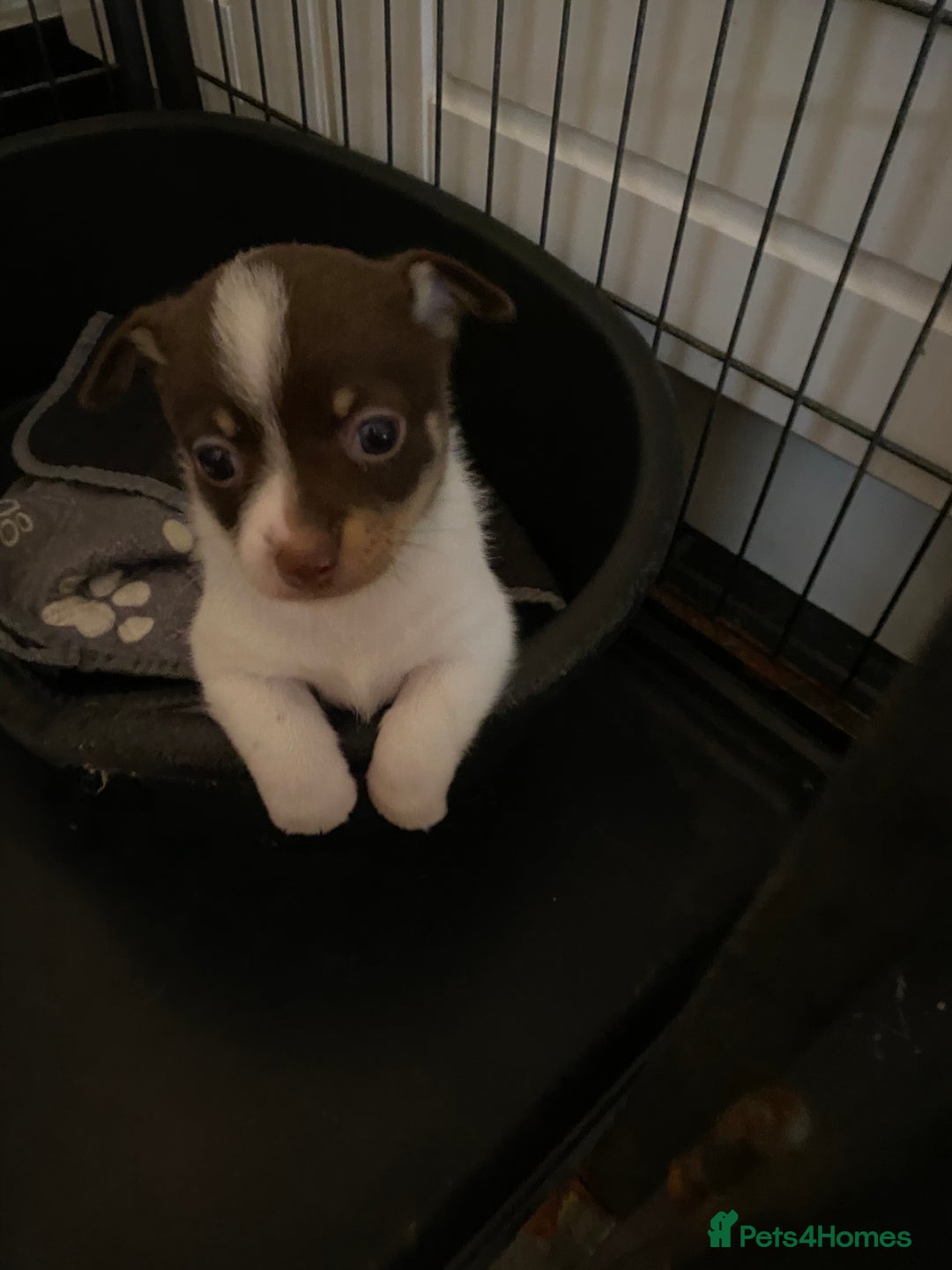 Pomchi dogs for sale: Male pomchi puppy  - Advert 8