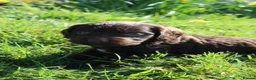 Labradoodle dogs for sale: Stunning Red Merle and Chocolate Labradoodle Pups in Auchterarder - Advert 17